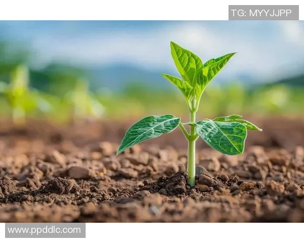 国际足联绿色使者如何精准评估比赛碳足迹的计算方法与实践